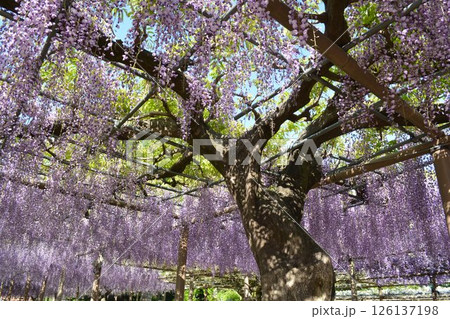 曼荼羅寺の藤棚（愛知県江南市） 126137198