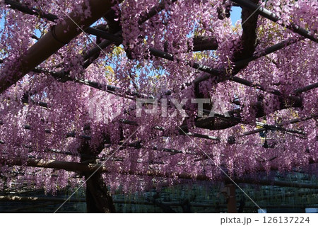 曼荼羅寺の藤棚(愛知県江南市) 曼荼羅寺の藤棚(愛知県江南市) 126137224