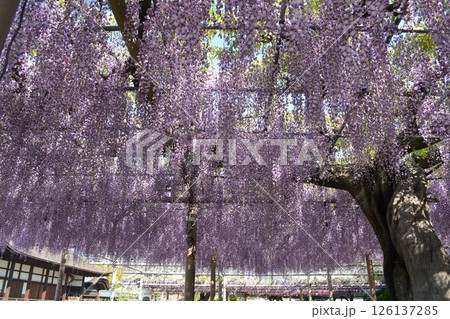 曼荼羅寺の藤棚(愛知県江南市) 曼荼羅寺の藤棚(愛知県江南市) 126137285