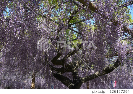 曼荼羅寺の藤棚(愛知県江南市) 曼荼羅寺の藤棚(愛知県江南市) 126137294