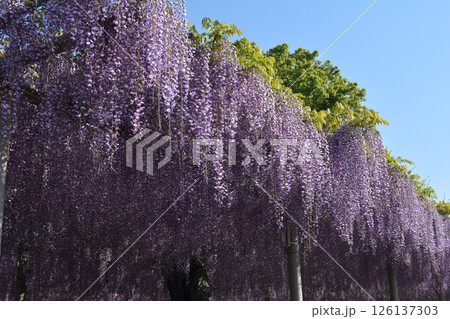 曼荼羅寺の藤棚(愛知県江南市) 曼荼羅寺の藤棚(愛知県江南市) 126137303