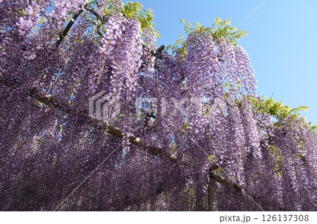 曼荼羅寺の藤棚(愛知県江南市) 曼荼羅寺の藤棚(愛知県江南市) 126137308