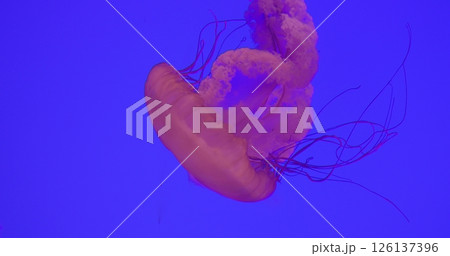 Pink jellyfish drifting gracefully, tentacles swaying in rhythmic motion through deep blue underwater environment, creating mesmerizing visual display of marine life. dangerous poisonous jellyfish 126137396