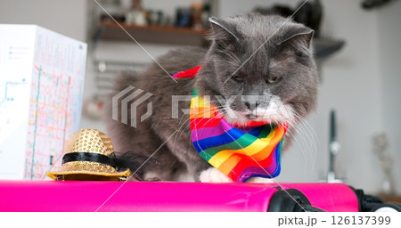 Rainbow accessorized gray cat resting comfortably on pink suitcase, wearing fashionable golden hat, symbolizing pride, diversity, and playful travel spirit against white background 126137399