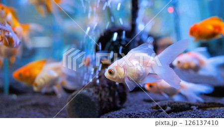 White goldfish peacefully swims in an aquarium, sharing its space with vibrant orange goldfish, creating a captivating display of aquatic life. Concept of aquarium fish White goldfish peacefully swims in an aquarium, sharing its space with vibrant orange goldfish, creating a captivating display of aquatic life. Concept of aquarium fish 126137410