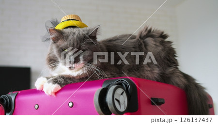 Playful gray cat wearing summer straw hat lounging on pink suitcase, preparing for vacation with whimsical charm against pristine white background 126137437