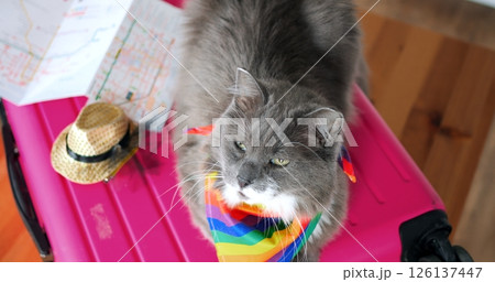 Rainbow adorned gray and white cat lounging comfortably on pink suitcase, surrounded by travel map and straw hat, gazing directly at viewer with playful wanderlust spirit 126137447
