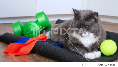 Relaxing grey and white cat lounging near tennis ball and fitness equipment on black exercise mat, embodying playful pet lifestyle and home wellness moment. Cat and sport concept 126137456