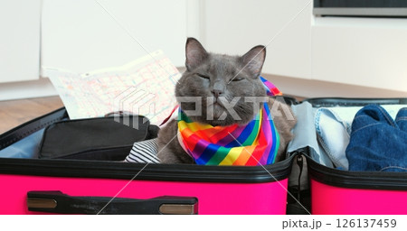 Gray cat donning vibrant rainbow bandana nestling comfortably inside pink open suitcase, surrounded by clothes and travel map, preparing for upcoming adventure. Concept cat and travel 126137459