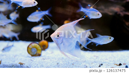 Platinum angelfish gracefully swimming in home aquarium, navigating white sand bottom alongside companion snails, showcasing vibrant underwater ecosystem. Concept of aquarium fish 126137475