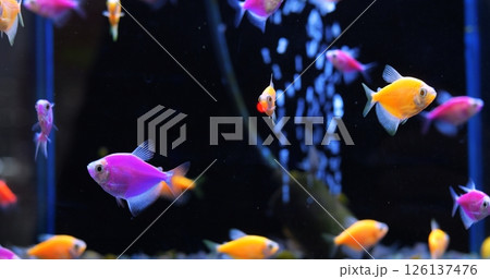 Vibrant yellow, pink, and purple fish swimming gracefully through dark water, creating mesmerizing underwater scene filled with glowing marine life. Concept of aquarium fish 126137476