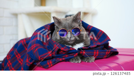 Grey cat with round sunglasses wrapped in a blue and red plaid shirt resting on a pink suitcase, embodying the spirit of travel and leisure 126137485