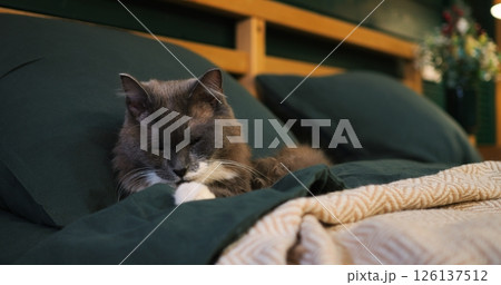 Beautiful grey and white cat slowly waking up from a nap, laying on a comfortable bed with green sheets and a beige blanket in a modern home bedroom. Cozy place to relax, pets concept Beautiful grey and white cat slowly waking up from a nap, laying on a comfortable bed with green sheets and a beige blanket in a modern home bedroom. Cozy place to relax, pets concept 126137512