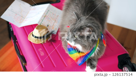 Rainbow accessorized gray cat resting comfortably on pink suitcase, wearing fashionable golden hat, symbolizing pride, diversity, and playful travel spirit against white background 126137514