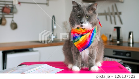 Fluffy grey cat wearing vibrant rainbow bandana lounging confidently on table surface, gazing away in bright interior space with shelving background 126137522