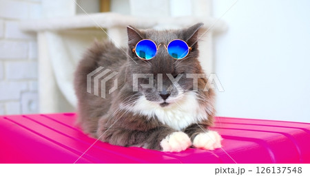 Stylish fluffy grey and white cat wearing blue sunglasses lounging on pink suitcase, exuding relaxed vacation vibes with playful feline charm 126137548