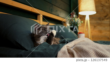 Beautiful grey cat with white chest fur resting comfortably on a green bed, enjoying the warm ambiance of room with soft lighting and wooden shelf in the background. Cozy place to relax, pets concept 126137549
