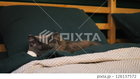 Gray feline peacefully resting on soft green bedding, nestled comfortably in cozy bedroom environment, embodying pure relaxation and domestic tranquility. Cozy place to relax, pets concept 126137572