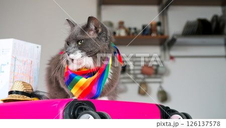 Fluffy grey cat wearing a vibrant rainbow scarf sits proudly on a pink suitcase, ready for an adventure, in a cozy home setting with a travel map and straw hat nearby Fluffy grey cat wearing a vibrant rainbow scarf sits proudly on a pink suitcase, ready for an adventure, in a cozy home setting with a travel map and straw hat nearby 126137578