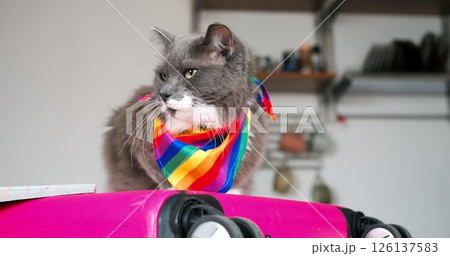 Gray cat wearing vibrant rainbow scarf lounging on pink luggage, leisurely turning head and surveying surroundings within cozy home interior, embodying playful pride and comfort Gray cat wearing vibrant rainbow scarf lounging on pink luggage, leisurely turning head and surveying surroundings within cozy home interior, embodying playful pride and comfort 126137583