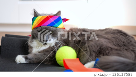 Relaxing gray and white cat wearing vibrant rainbow bandana, lounging near colorful tennis ball and toys, expressing bored demeanor indoors. Cat and sport concept Relaxing gray and white cat wearing vibrant rainbow bandana, lounging near colorful tennis ball and toys, expressing bored demeanor indoors. Cat and sport concept 126137585