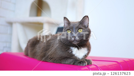 Gray house cat with pristine white chest and striking yellow eyes resting comfortably on soft pink suitcase, basking in bright interior setting with relaxed, elegant demeanor 126137623