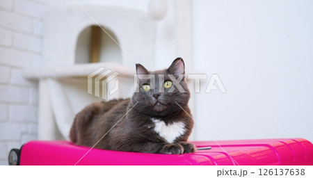 Beautiful gray cat with white chest lies calmly on vibrant pink luggage, gazing attentively towards the side, against a blurred background featuring a white cat tree and brick wall Beautiful gray cat with white chest lies calmly on vibrant pink luggage, gazing attentively towards the side, against a blurred background featuring a white cat tree and brick wall 126137638