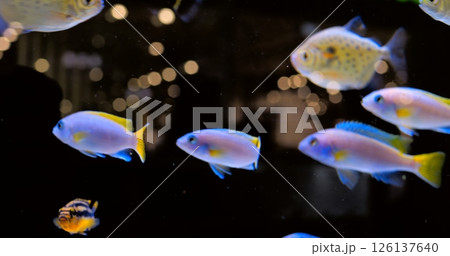 Tropical fish with yellow fins and spotted bodies gracefully navigate a dark aquarium, their movements creating a mesmerizing underwater ballet. Concept of aquarium fish 126137640