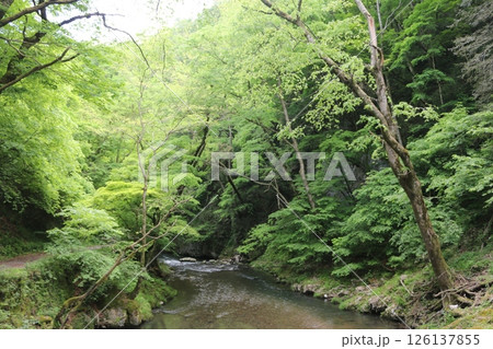 初夏の帝釈峡 126137855