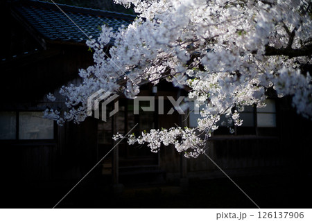 宿根木の桜 宿根木の桜 126137906