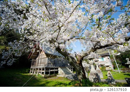 宿根木の桜 宿根木の桜 126137910