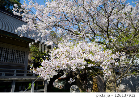 宿根木の桜 126137912
