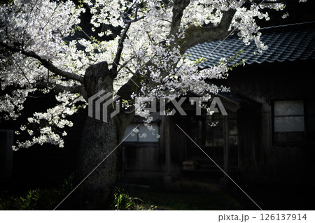 宿根木の桜 宿根木の桜 126137914