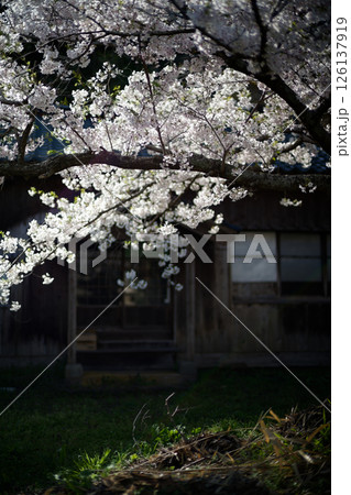 宿根木の桜 宿根木の桜 126137919