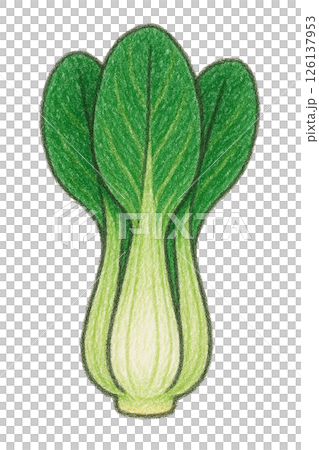 チンゲンサイのイラスト（手描き風・背景なし） 126137953
