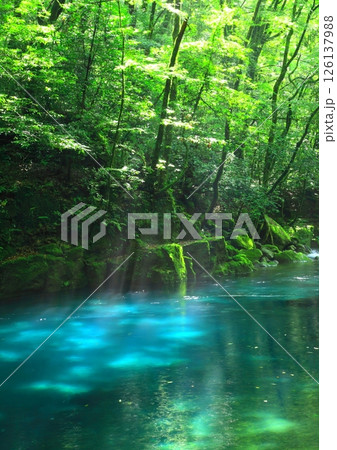 美しい光芒の出る菊池渓谷(菊池市・縦構図) 美しい光芒の出る菊池渓谷(菊池市・縦構図) 126137988