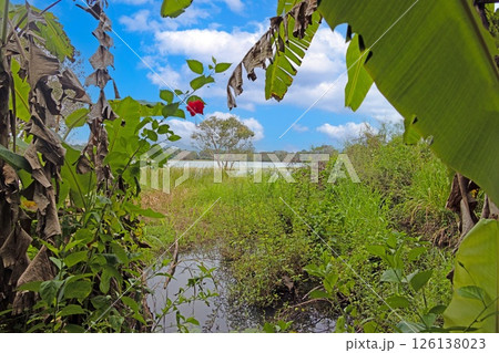 Red hibiscus flower hanging with blue sky background 126138023
