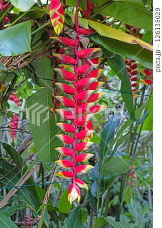 Bright heliconia flower hanging among tropical foliage 126138029