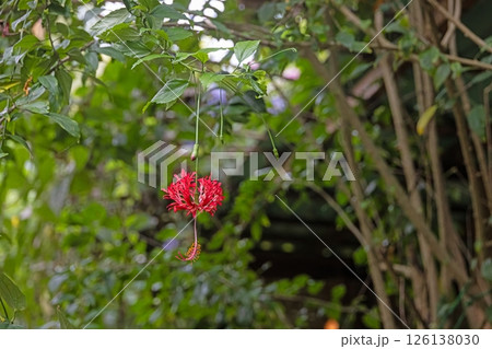 Unique fringed hibiscus flower in lush green background 126138030