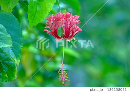 Unique fringed hibiscus flower in lush green background Unique fringed hibiscus flower in lush green background 126138031