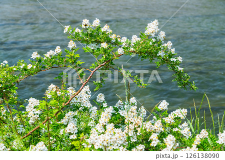 河川敷のノイバラ 河川敷のノイバラ 126138090