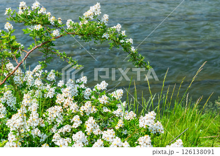 河川敷のノイバラ 126138091