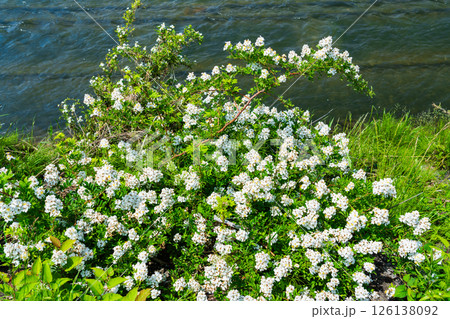 河川敷のノイバラ 126138092