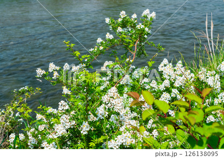 河川敷のノイバラ 126138095
