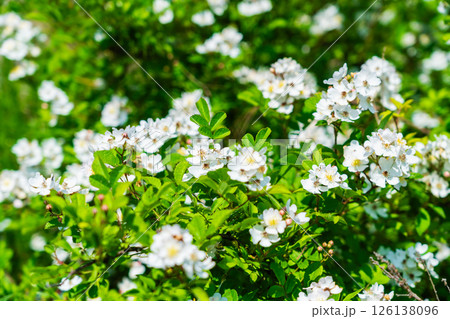 河川敷のノイバラ 126138096