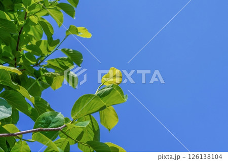 青空バックに見上げるモクレンの若葉 126138104