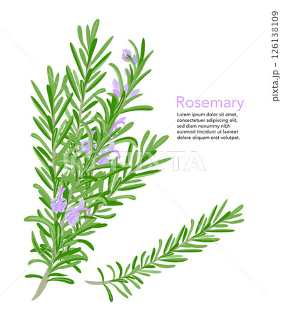 Fresh rosemary branch and flowers isolated on white background 126138109
