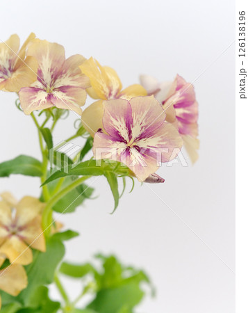 フロックスの花 フロックスの花 126138196