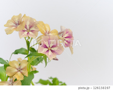 フロックスの花 126138197