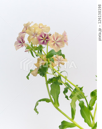 フロックスの花 126138198